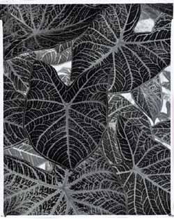 Caladiums Negative