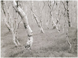 Copyright Tim Rudman