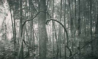 Bamboo Forest #1