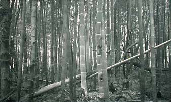 Bamboo Forest #2