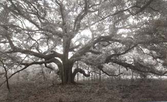 Live Oak