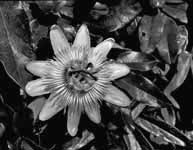 Passionflower