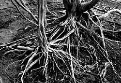 Roots