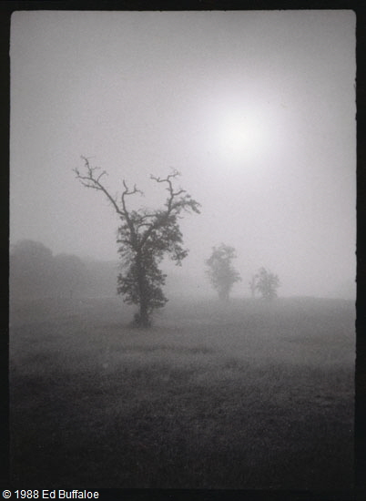 Trees in Fog
