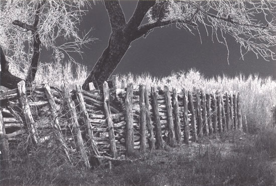 Brush Fence, South Texas