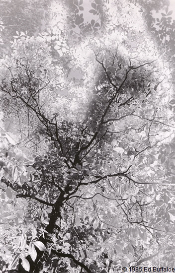 Tree Transformation